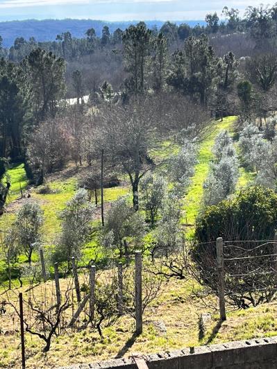 Image No.35-Ferme de 4 chambres à vendre à São Pedro do Sul