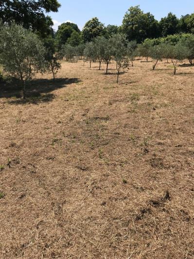Image No.42-Ferme de 4 chambres à vendre à São Pedro do Sul