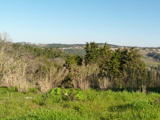 Image No.8-Terrain à vendre à Caldas da Rainha
