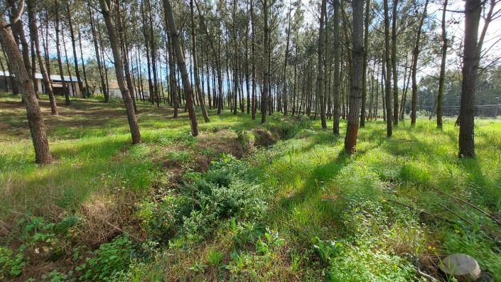 Image No.4-Terrain à vendre à Pombal