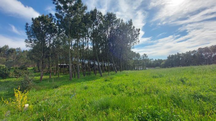 Image No.5-Terrain à vendre à Pombal