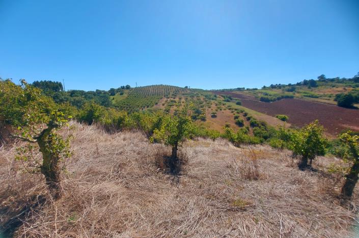Image No.5-Terre à vendre à Caldas da Rainha