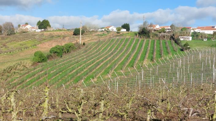 Image No.3-Terre à vendre à Caldas da Rainha