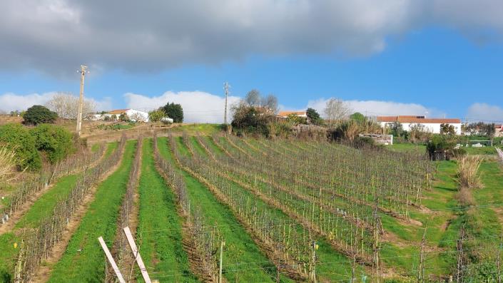 Image No.5-Terre à vendre à Caldas da Rainha