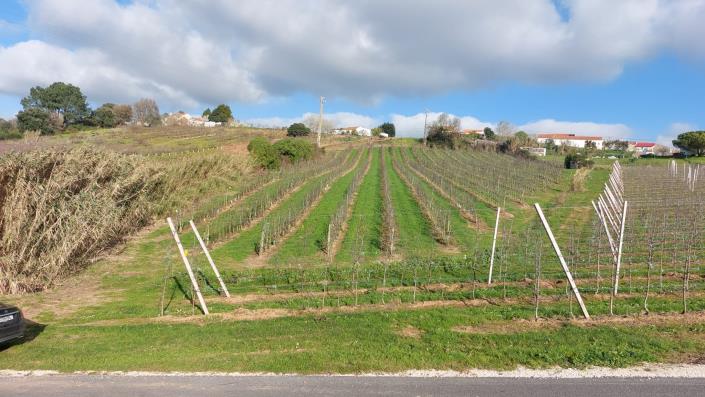 Image No.7-Terre à vendre à Caldas da Rainha