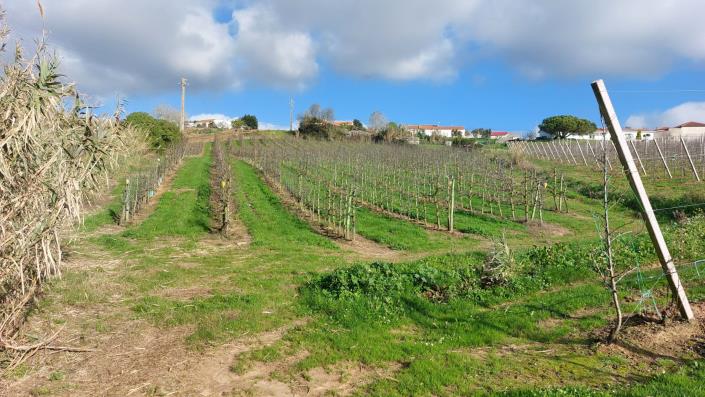 Image No.13-Terre à vendre à Caldas da Rainha
