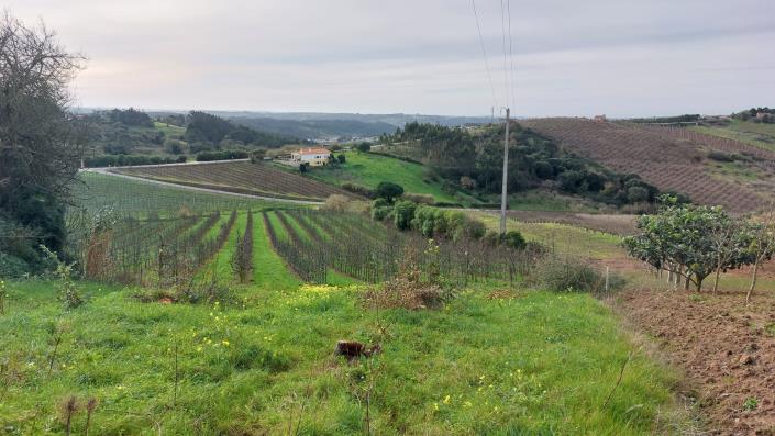 Image No.15-Terre à vendre à Caldas da Rainha