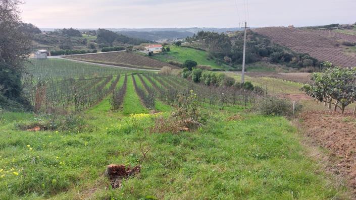 Image No.16-Terre à vendre à Caldas da Rainha