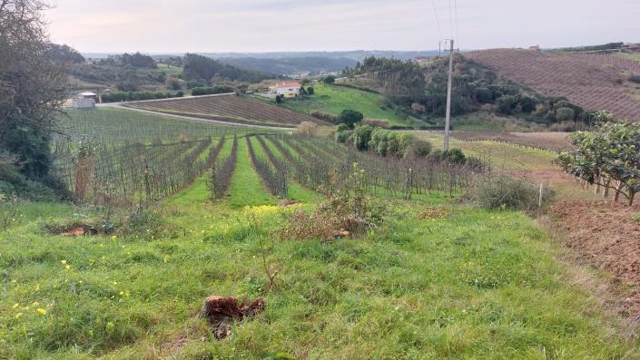 Image No.17-Terre à vendre à Caldas da Rainha