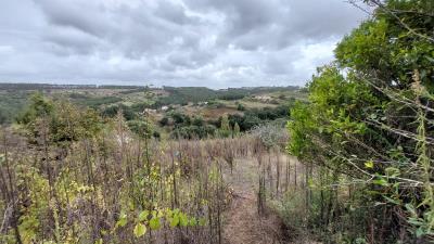 _foto-P24056--11-
