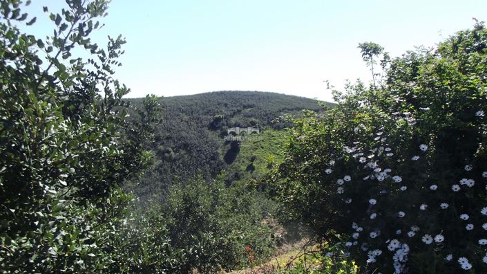 Image No.25-1 Bed Villa for sale