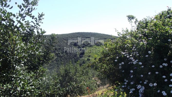 Image No.25-1 Bed Villa for sale