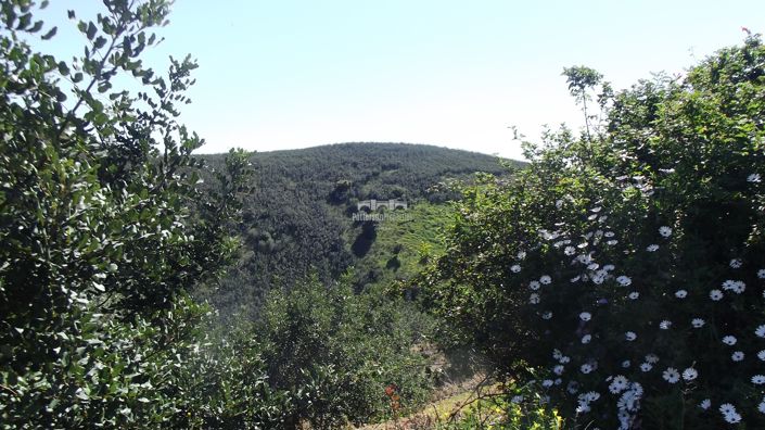 Image No.26-Villa de 1 chambre à vendre à Santa Maria