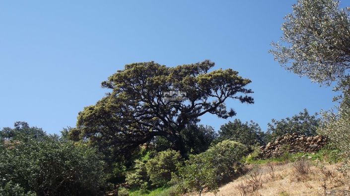 Image No.29-1 Bed Villa for sale