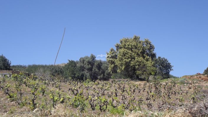 Image No.33-Villa de 1 chambre à vendre à Santa Maria