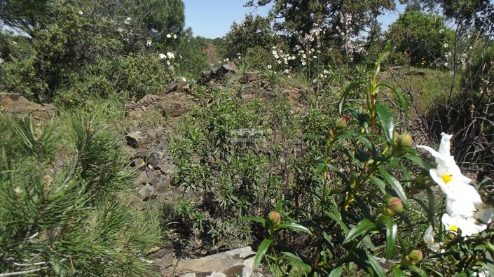Image No.6-Land for sale