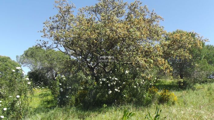 Image No.9-Land for sale