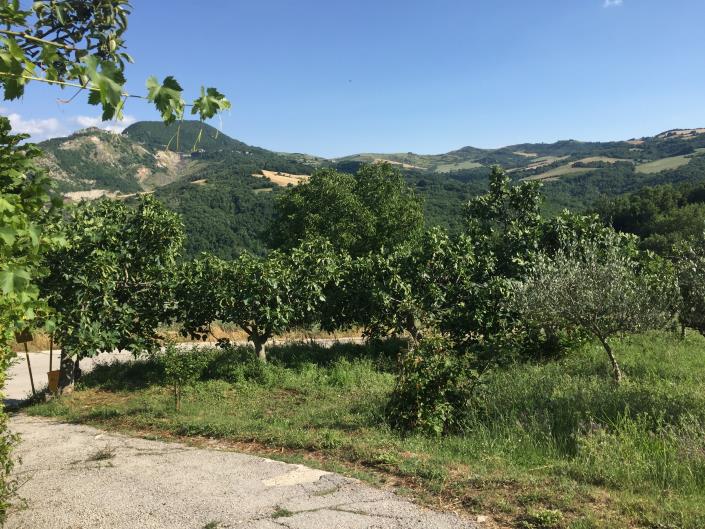 Image No.26-Maison de campagne de 3 chambres à vendre à Pennadomo