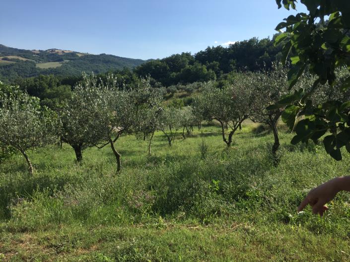 Image No.27-Maison de campagne de 3 chambres à vendre à Pennadomo