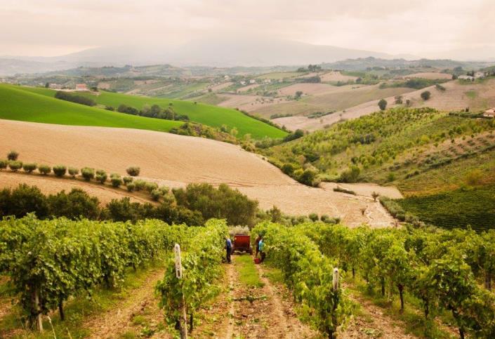 Image No.43-Ferme à vendre à Sant' Eusanio Del Sangro