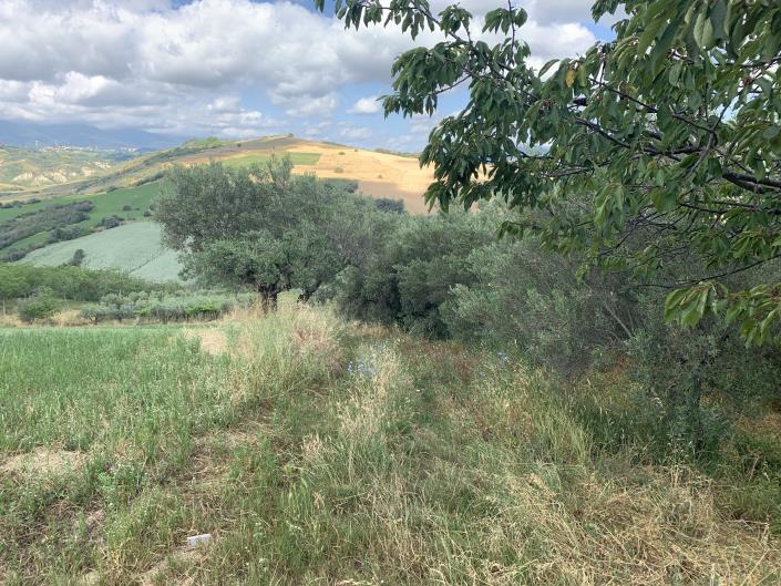 Image No.4-Terre à vendre à Castél Frentano