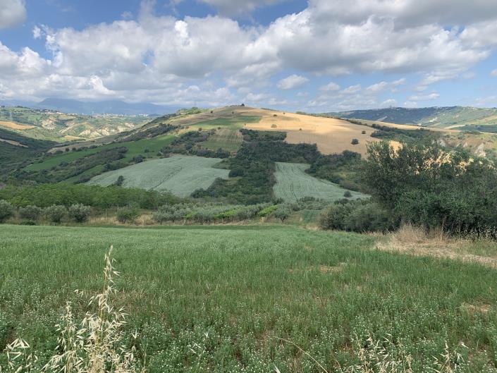 Image No.5-Terre à vendre à Castél Frentano