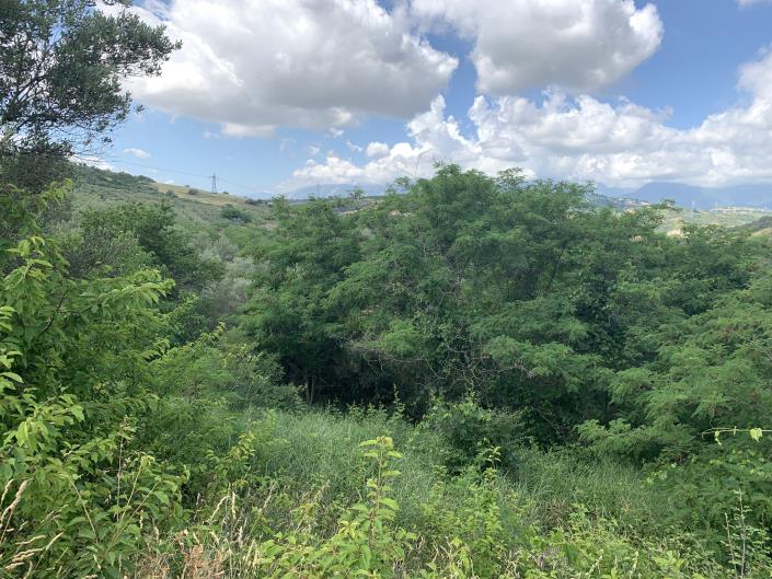 Image No.7-Terre à vendre à Castél Frentano