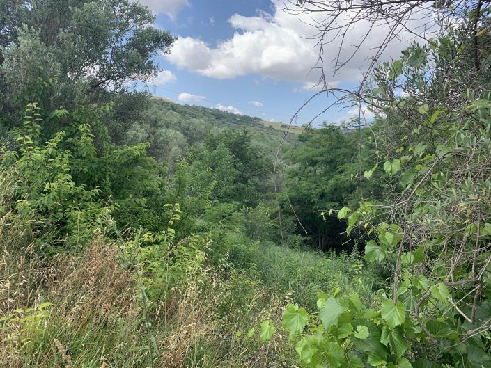 Image No.8-Terre à vendre à Castél Frentano