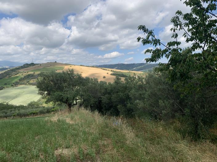 Image No.9-Terre à vendre à Castél Frentano