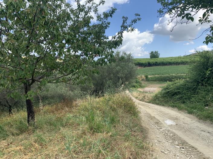 Image No.11-Terre à vendre à Castél Frentano