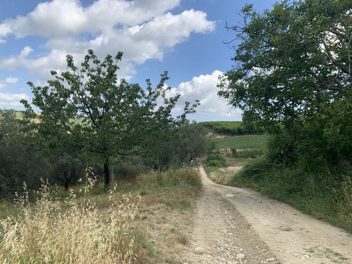 Image No.13-Terre à vendre à Castél Frentano