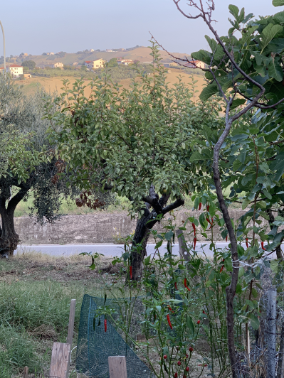 Image No.19-Terrain à vendre à Atessa