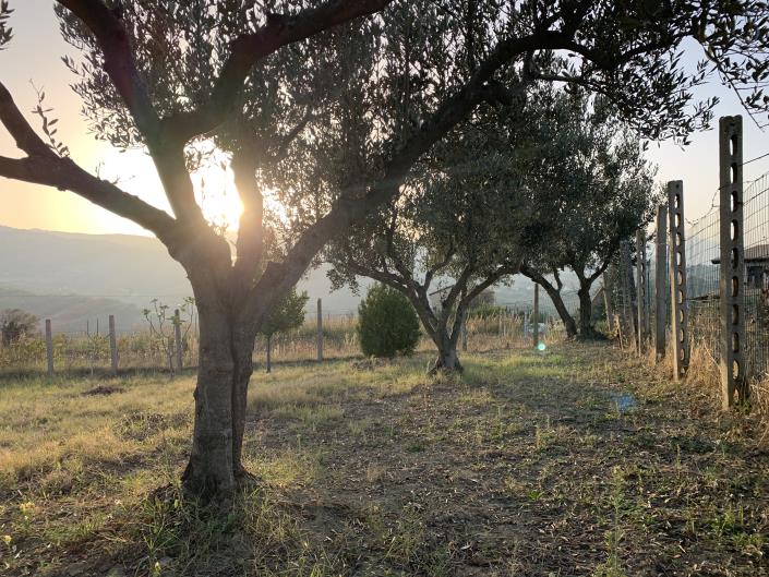 Image No.31-Terrain à vendre à Atessa