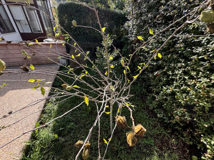 Image No.52-2 Bed House for sale