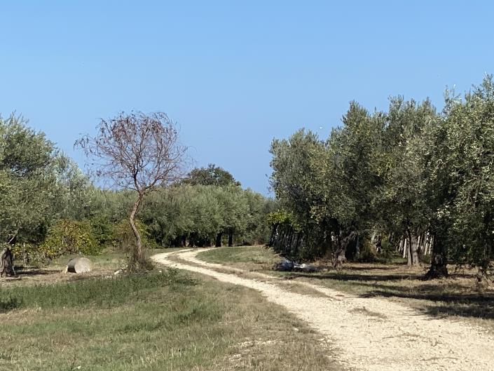 Image No.34-Villa / Détaché à vendre à Rocca San Giovanni