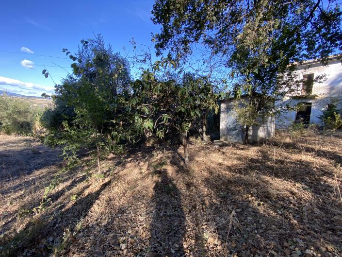 Image No.7-Terrain à vendre à Castél Frentano