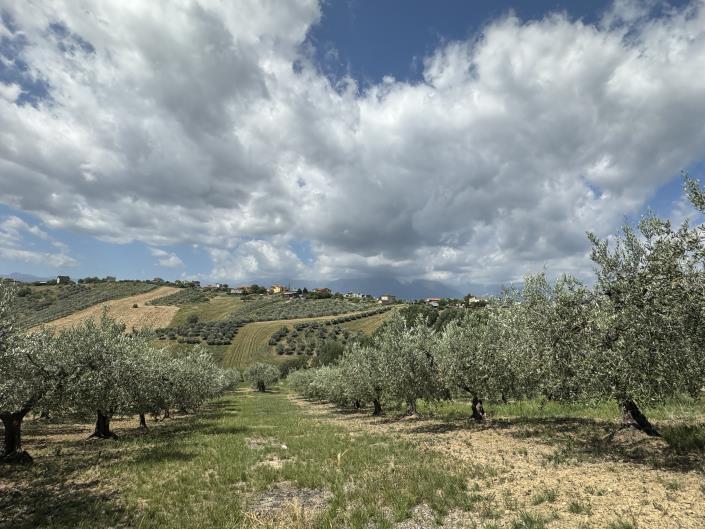 Image No.4-Grange à vendre à Castél Frentano