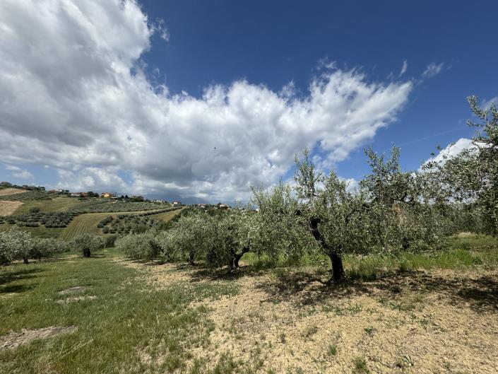 Image No.5-Grange à vendre à Castél Frentano