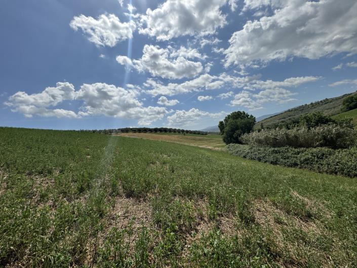 Image No.7-Grange à vendre à Castél Frentano