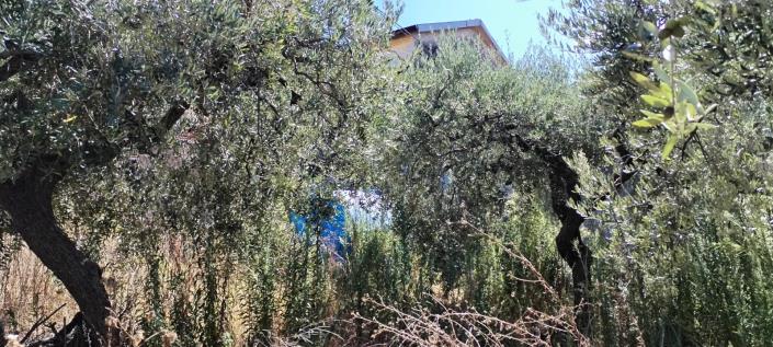 Image No.8-Maison à vendre à Castél Frentano