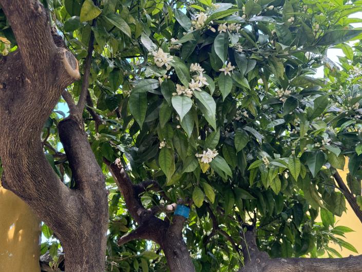 Image No.29-Jumelé de 2 chambres à vendre à Frisa