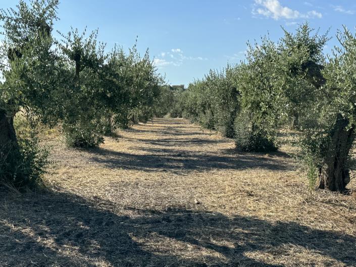 Image No.27-1 Bed Farmhouse for sale