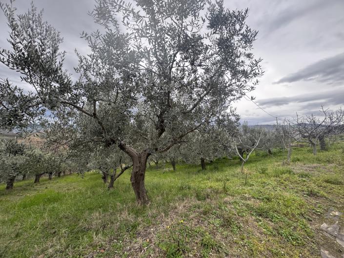 Image No.15-Farmhouse for sale