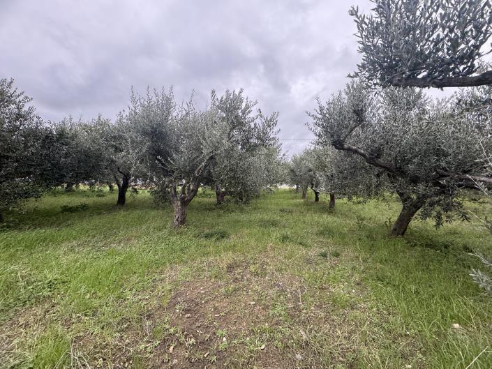 Image No.40-Farmhouse for sale