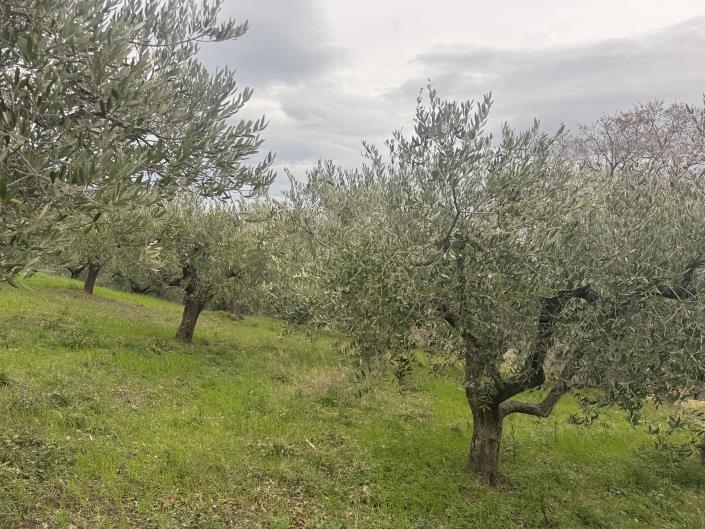 Image No.41-Farmhouse for sale