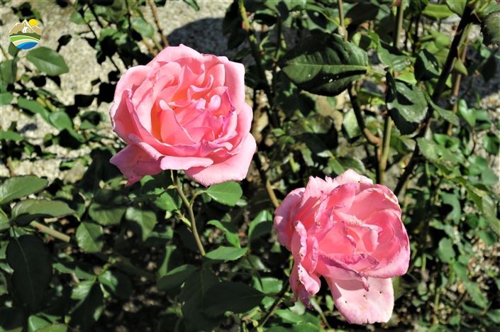 Image No.23-4 Bed Country House for sale