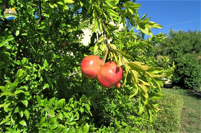 Image No.29-4 Bed Country House for sale