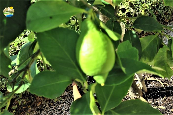 Image No.32-4 Bed Country House for sale