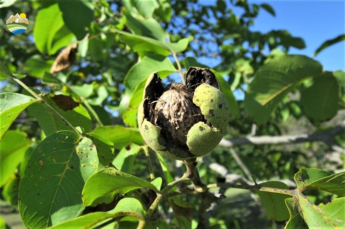 Image No.33-4 Bed Country House for sale