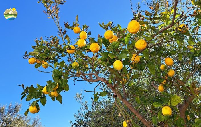 Image No.11-3 Bed Country House for sale